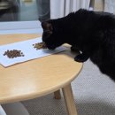 토우 | 2026.02.27. [체험단 후기]토우TOW 고양이사료 2종