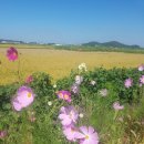 김포아라농장 이미지