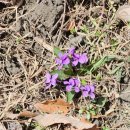 막지리184 이미지