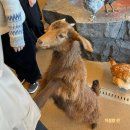 광안숲 | 부산 실내동물카페 광안리 애니멀숲 주말 솔직후기 세븐테마카페, 서면 마리앤쥬 비교