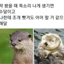 해달 이미지