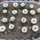 삼동(병설)유치원 네이버블로그