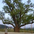 장덕리은행나무 이미지