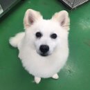 용인시 동물보호센터 이미지