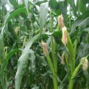 농협살미 이미지