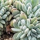 먼로농장 이미지