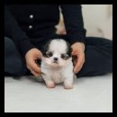 유앤미펫 강아지분양 고양이분양 용인점 이미지