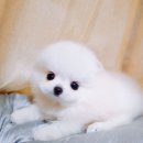 뭉치 이미지