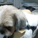 나눔동물병원 이미지