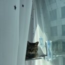 비타릴리스 이미지