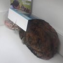 한걸음 동물병원 이미지