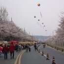 "신탄진 벚꽃축제" 이미지