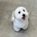 그루밍베베 이미지