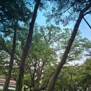 좌라리경로당 Daum카페