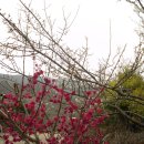 엘리제를 위하여 이미지