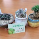 진교다육