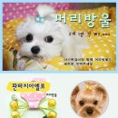 판타지아 펫 네이버블로그
