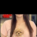 대명동 강아지 이미지