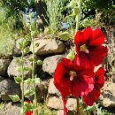 연풍IC주유소 이미지