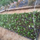 블루베리녹지삽목~정말어렵내유~~ 이미지