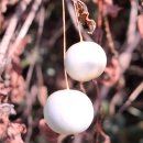 가을의 보석(오늘까지 만난 새박, 며느리배꼽 열매) 이미지