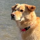The Yellow Lab
