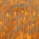 자작나무 - 용인시 수지구 수지로 37 | 자작나무