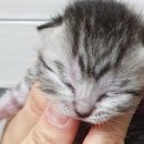 청주캣브리더 이미지