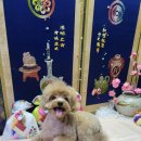 슈가독살롱 이미지