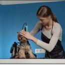 아름다운애견세상 이미지