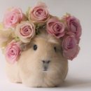 참조은펫 이미지