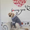 아이조아펫파크 대구점 이미지