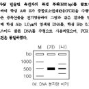 07 공통과학(15번) : 염색체DNA, 코스미드 클론 DNA를 이용한 PCR에 대해 질문드립니다. 이미지