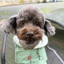 비히트 | 강아지 겨울옷 래핑찰리 히트 패딩 케이프 ㅡ 제티가 입어본 내돈내산 후기