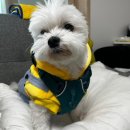 애틋하개 이미지