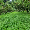 낙원농장2 이미지