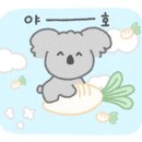 스카이애견 이미지