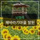 하루를꿈꾸다 | 난정리 해바라기마을 정원 노란 힐링 가득한 하루를 꿈꾸다