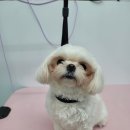 댕실 댕실 이미지