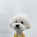 델리키아 이미지