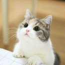 루시드펫 이미지