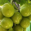 해피팜농장 이미지