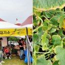 이포나루두레촌 이미지