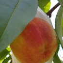 영광농장 이미지