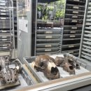 핏츠(PITS) 이미지