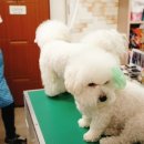 강아지고양이악세사리&미용