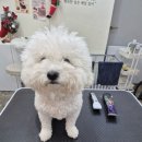 비마인 독 이미지