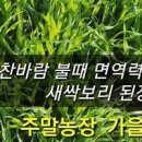 새싹보리먹는법 보릿국 만드는법 이미지