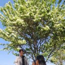 출렁다리 이팝나무길 이미지