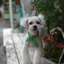 단비애견 미용실 이미지